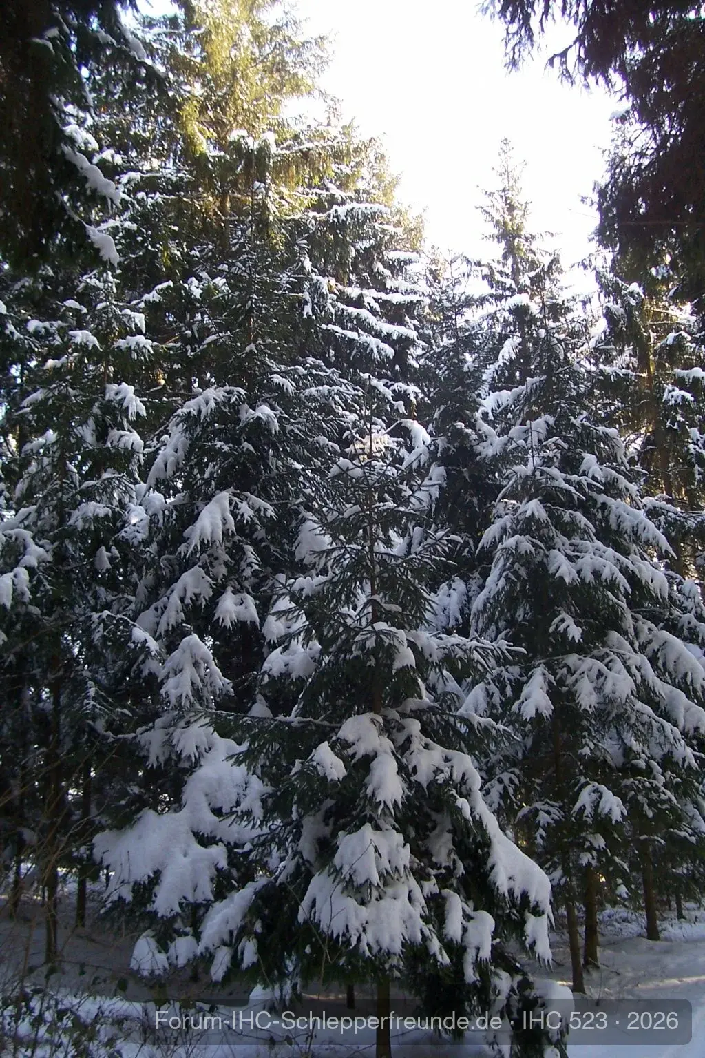 Im Wald