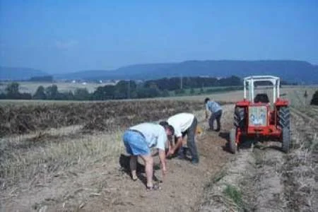 Kartoffelfest in unseren Dorf