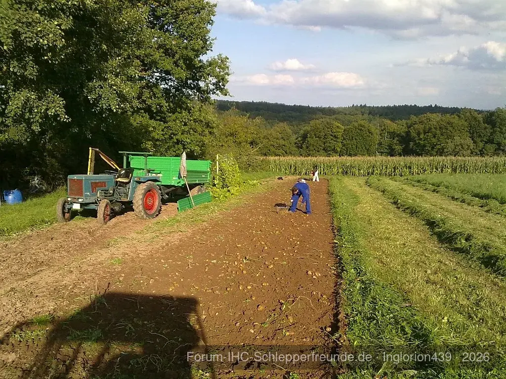 Kartoffeln 2010