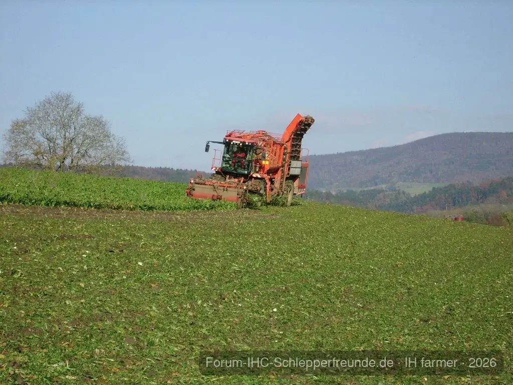 Zuckerrüben roden