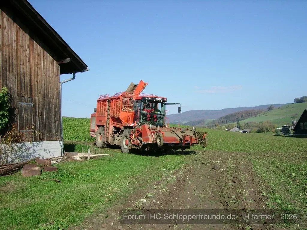 Zuckerrüben roden